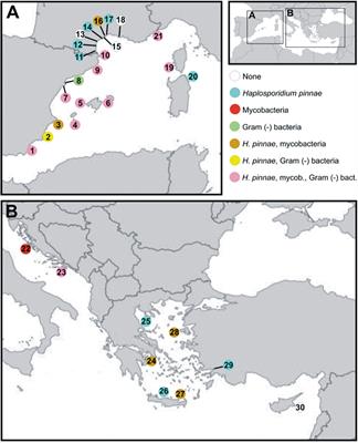 Wide-Geographic and Long-Term Analysis of the Role of Pathogens in the Decline of Pinna nobilis to Critically Endangered Species